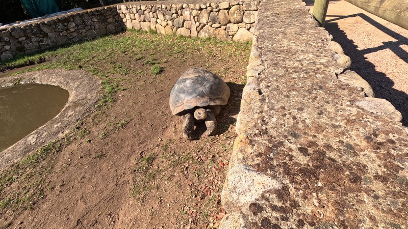 A Cupulatta, Corsica