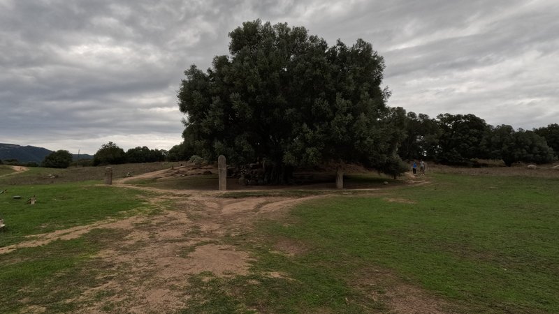 1200 years old olive tree, Filitosa, Corsica