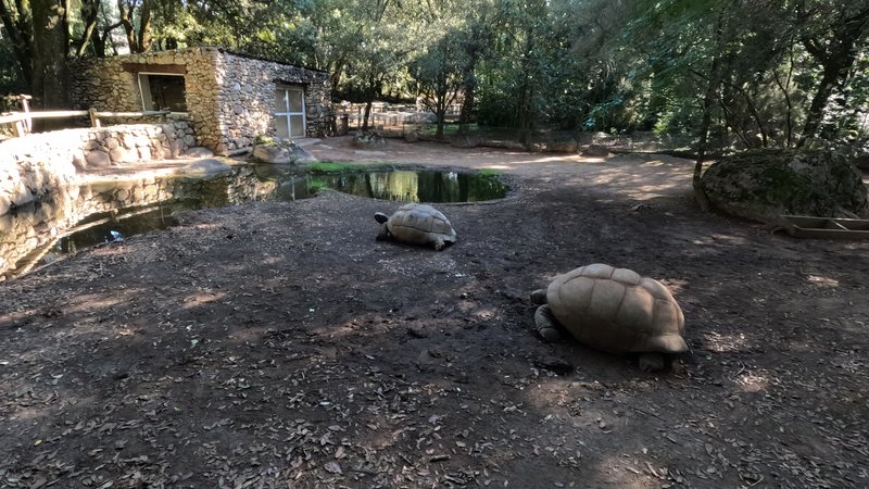 A Cupulatta, Corsica