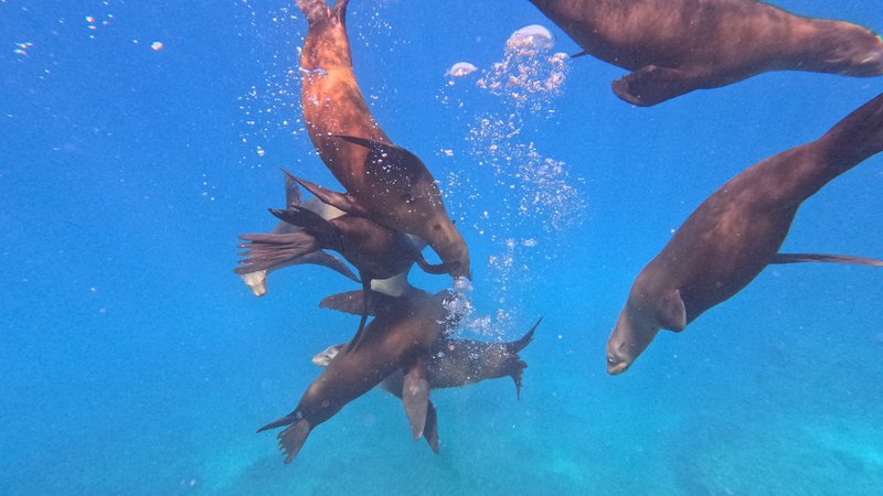 Sea Lions, Tour to Isla Espiritu Santo, La Paz, Baja California Sur, México