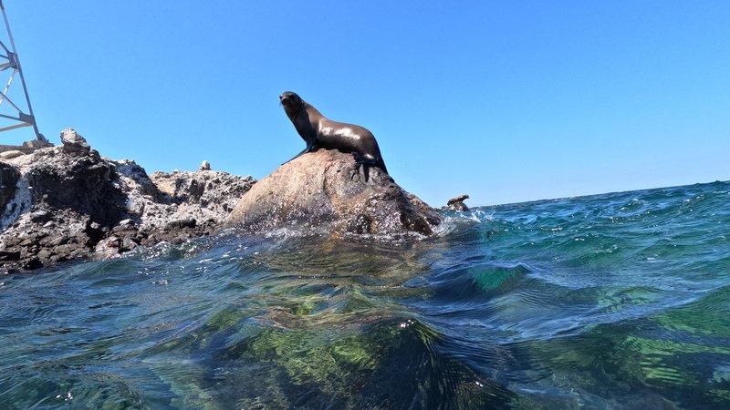 Sea Lions, Tour to Isla Espiritu Santo, La Paz, Baja California Sur, México
