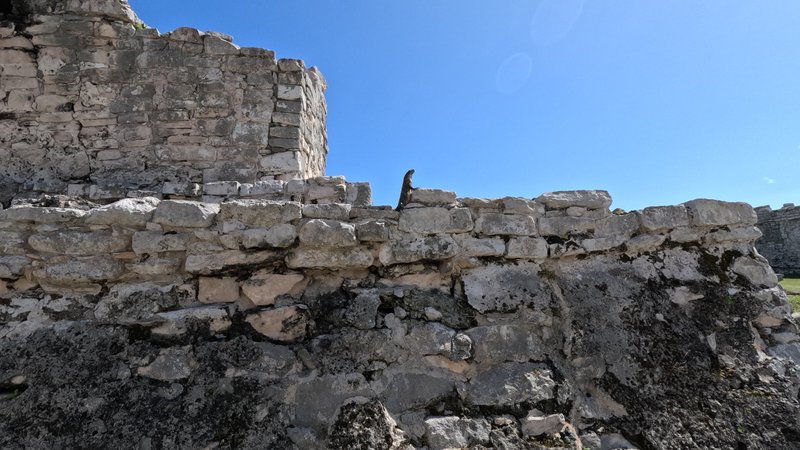 Iguana, Ruinas de Tulum, Quintana Roo, México