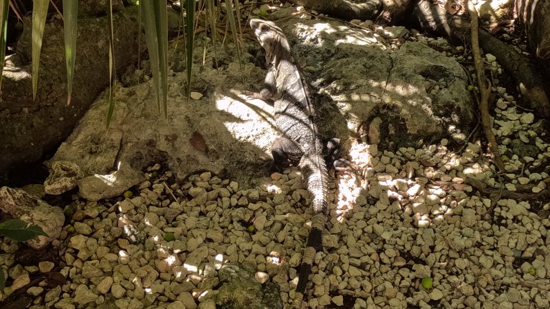 Iguana at Cenote Calavera, Tulum, Quintana Roo, México