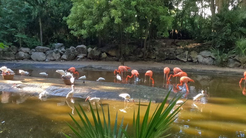 Xaman-Há Aviary, Playa del Carmen, Quintana Roo, México