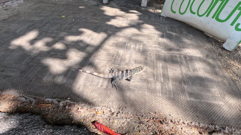Iguana, Isla Mujeres, Quintana Roo, México
