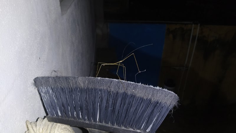 I had a visitor last night (Sayulita, Nayarit, México)