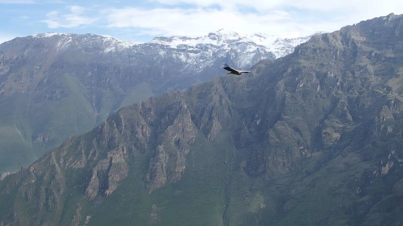 Condors in Colca canyon, Peru