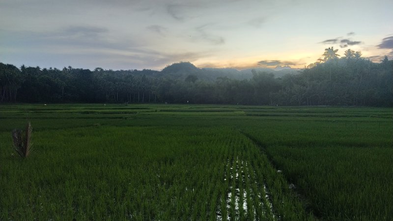 A rice field, Siquijor