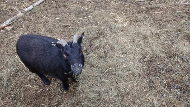 A pygmy goat in Kravaře