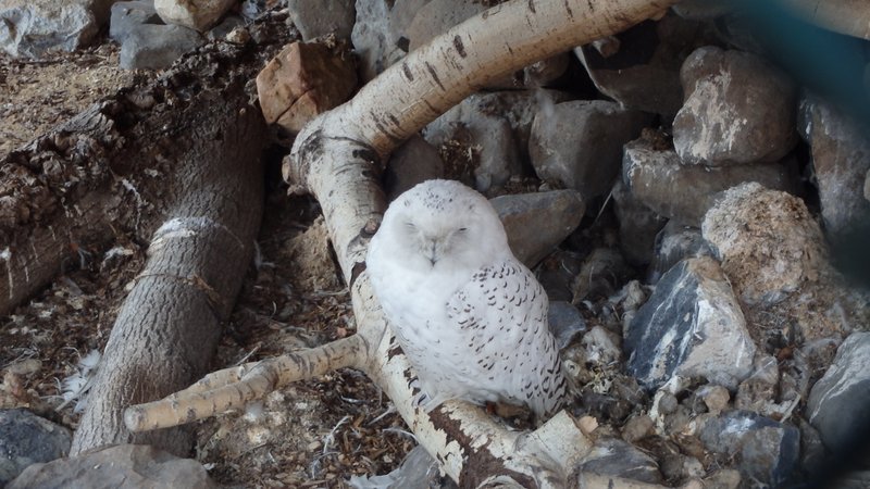 A snowy owl in Kravaře