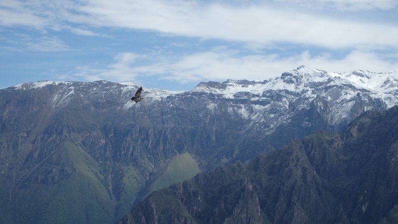 Condors in Colca canyon, Peru