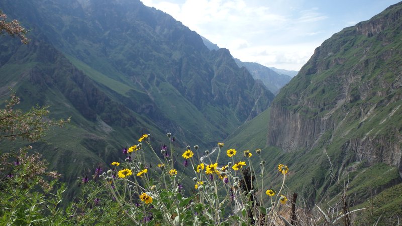 Colca canyon, Peru