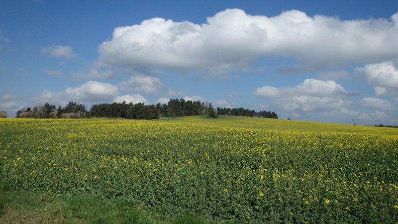 Fields near Manětín