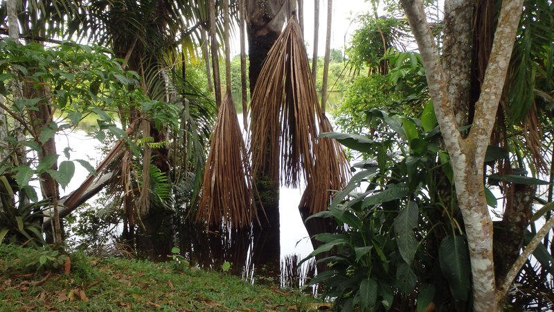 Jungle, Iquitos, Peru