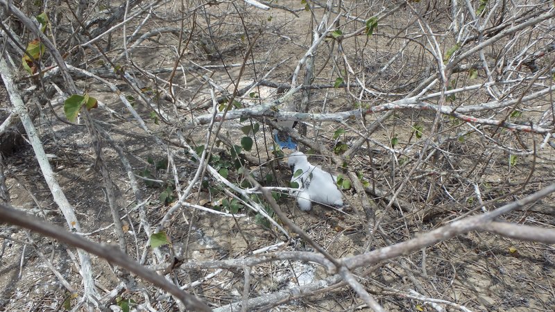 Blue-footed Booby, Isla de la Plata, Ecuador