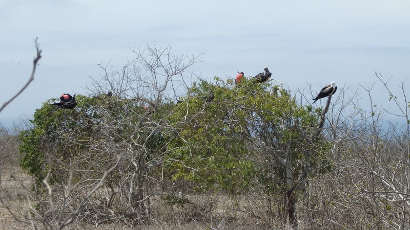 Frigate birds, Isla de la Plata, Ecuador