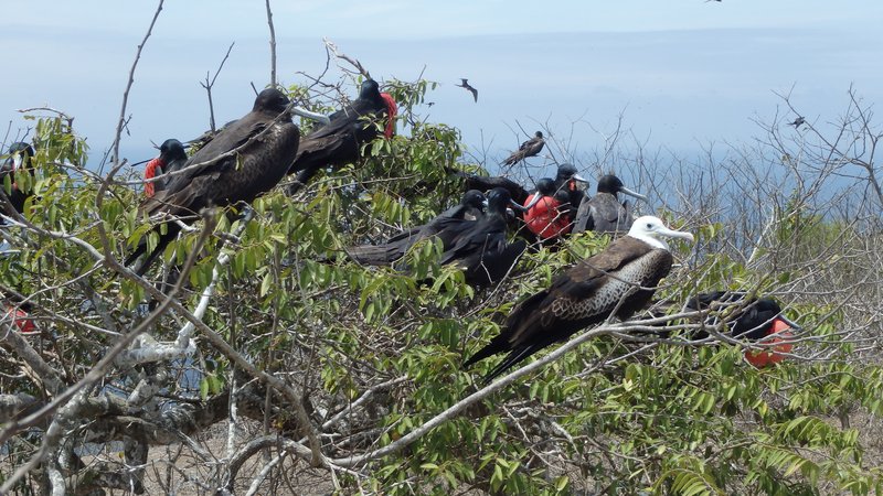 Frigate birds, Isla de la Plata, Ecuador