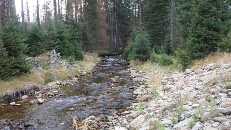 A stream in the forest, Šumava, Czech Republic