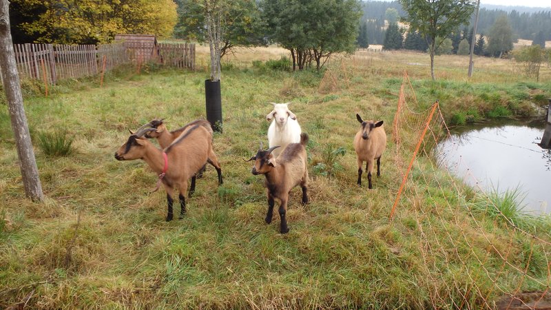 Goats in Modrava, Šumava, Czech Republic