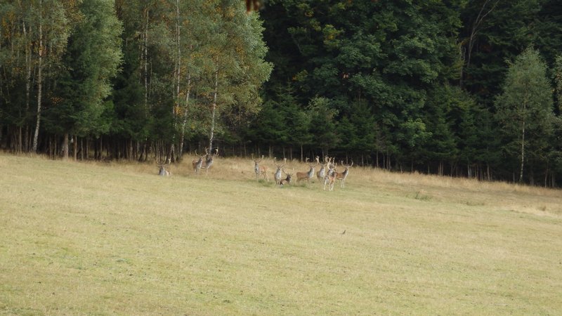 Fallow deers (I think), Šumava, Czech Republic