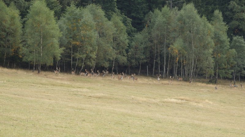 Fallow deers (I think), Šumava, Czech Republic