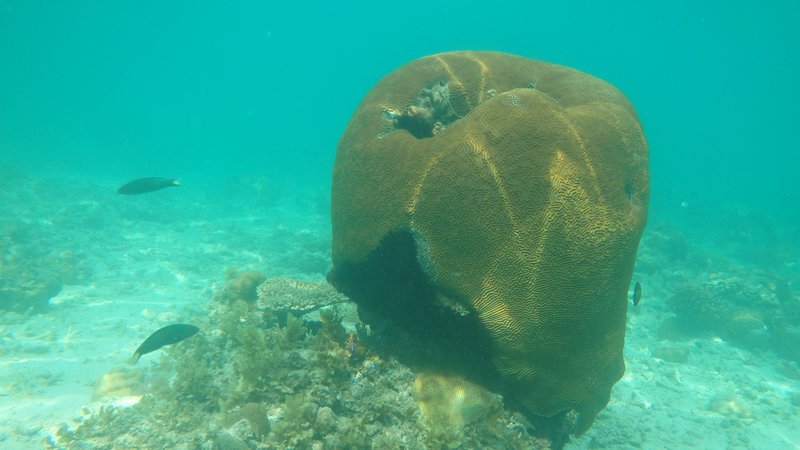 Snorkeling; Island hopping tour from Port Barton, Palawan