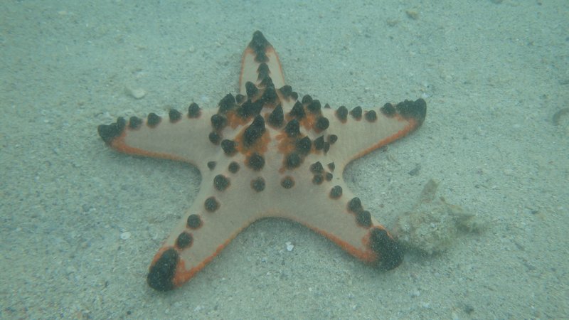 Starfish island; Island hopping tour from Port Barton, Palawan
