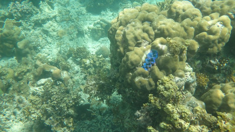 Snorkeling; Island hopping tour from Outpost hostel, El Nido, Palawan
