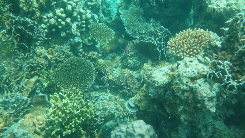 Snorkeling; Island hopping tour from Outpost hostel, El Nido, Palawan