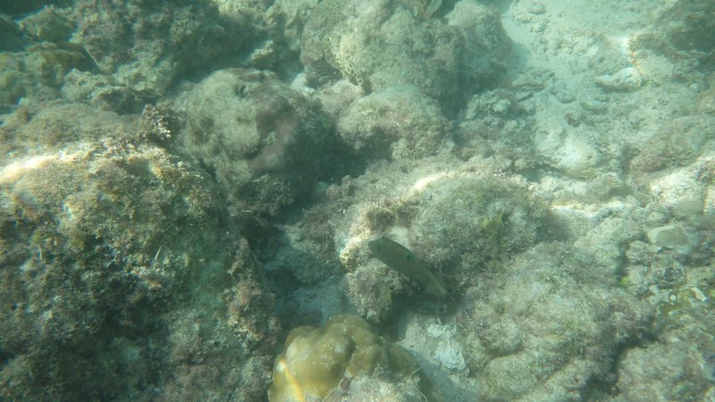 Snorkeling, Moalboal, Cebu island