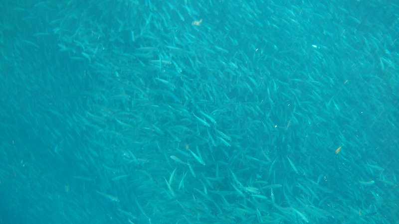 Sardines, Snorkeling, Moalboal, Cebu island