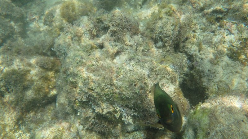 Snorkeling, Moalboal, Cebu island