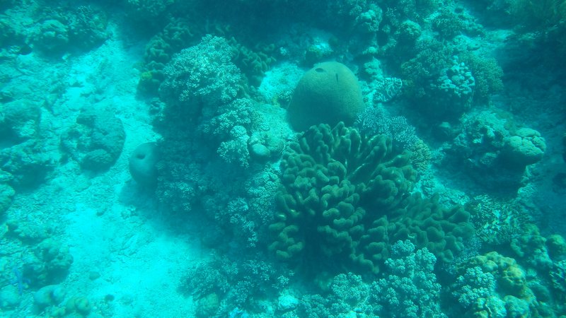 Snorkeling around Apo island