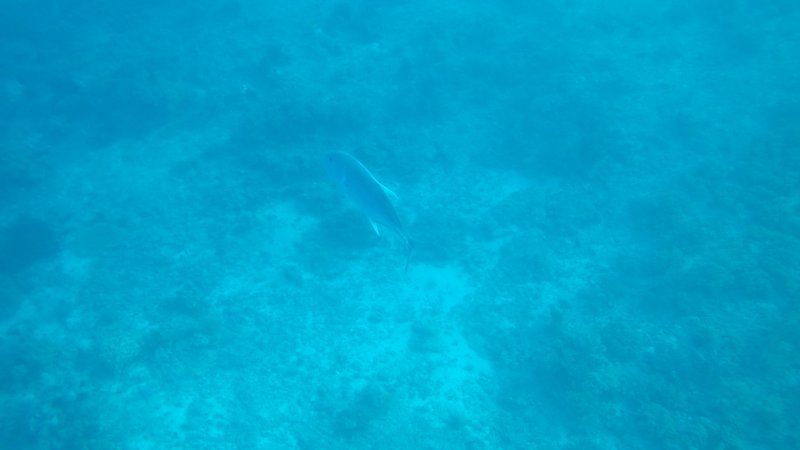 Jackfish, Snorkeling, Tulapos Marine Sanctuary, Siquijor