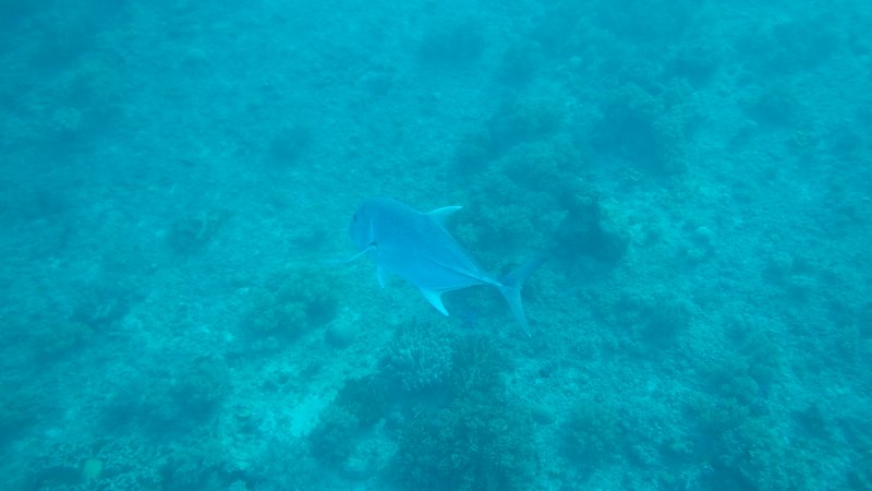Jackfish, Snorkeling, Tulapos Marine Sanctuary, Siquijor