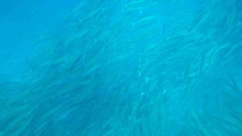 Barracudas, Snorkeling, Tulapos Marine Sanctuary, Siquijor