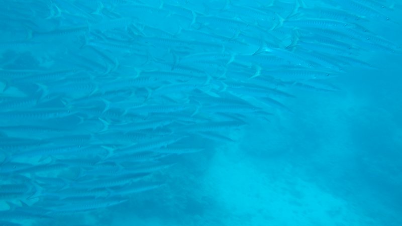 Barracudas, Snorkeling, Tulapos Marine Sanctuary, Siquijor