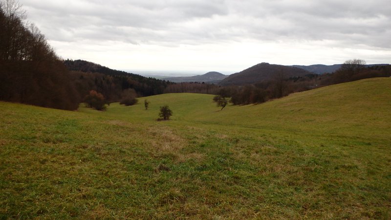 Meadow near Lovečkovice village